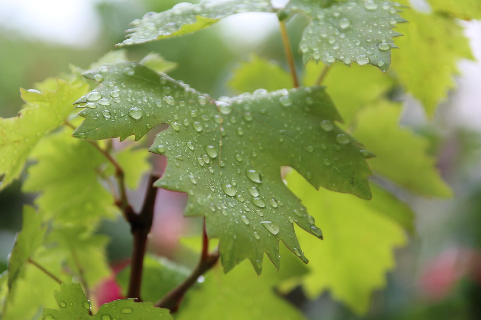 Free Images : tree, nature, sunlight, leaf, flower, food, green, produce, autumn