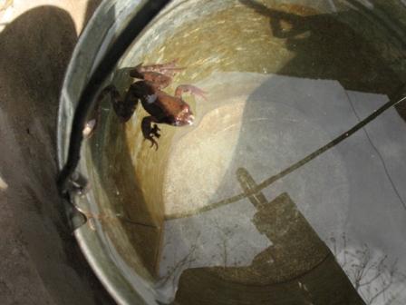 чистка колодца. лягушка в колодце. страшный колодец. водопроводный колодец внутри. лягушки которые живут в колодцах.