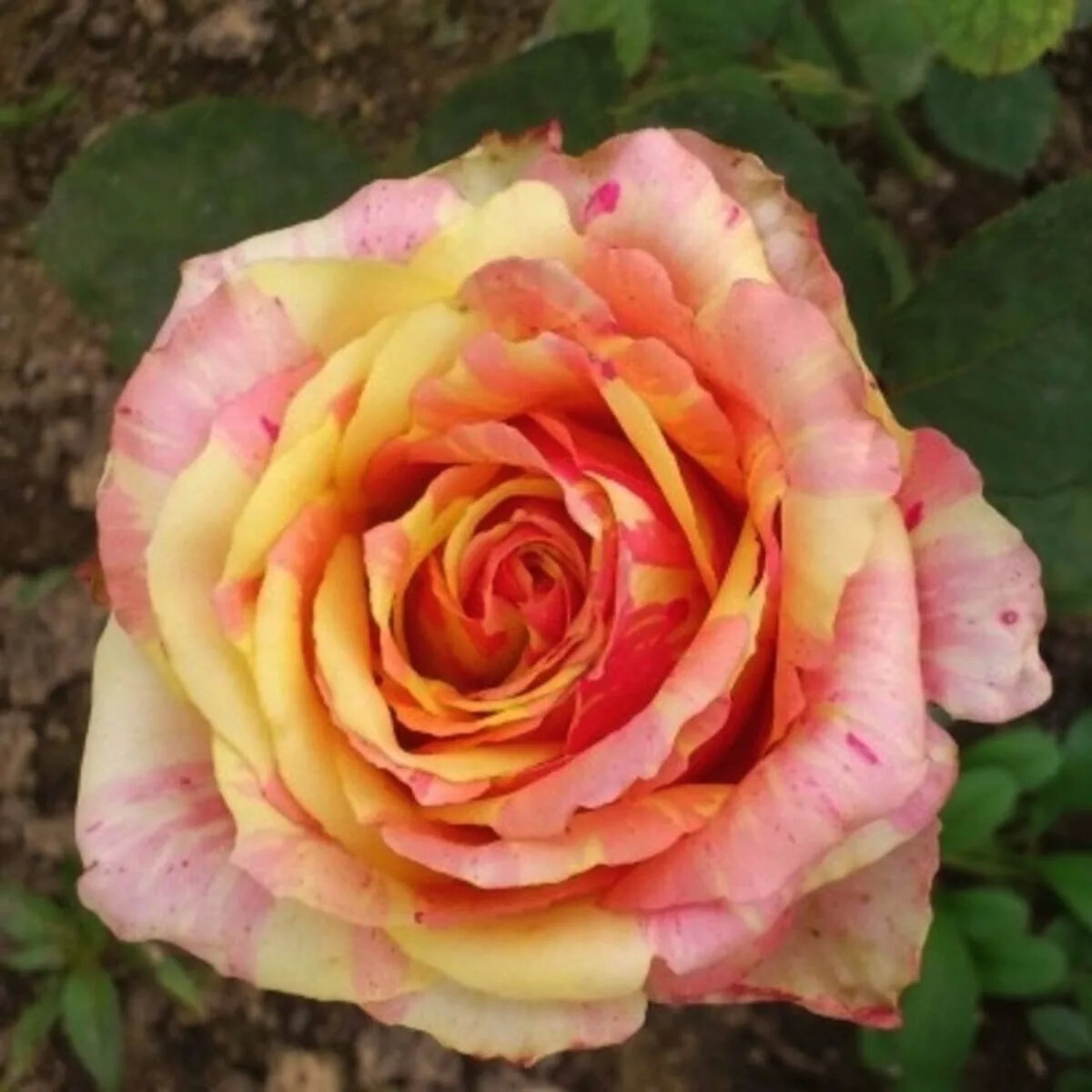 Роза чайно-гибридная Фиеста