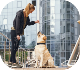 Основы дрессировки собак: онлайн-курс обучения