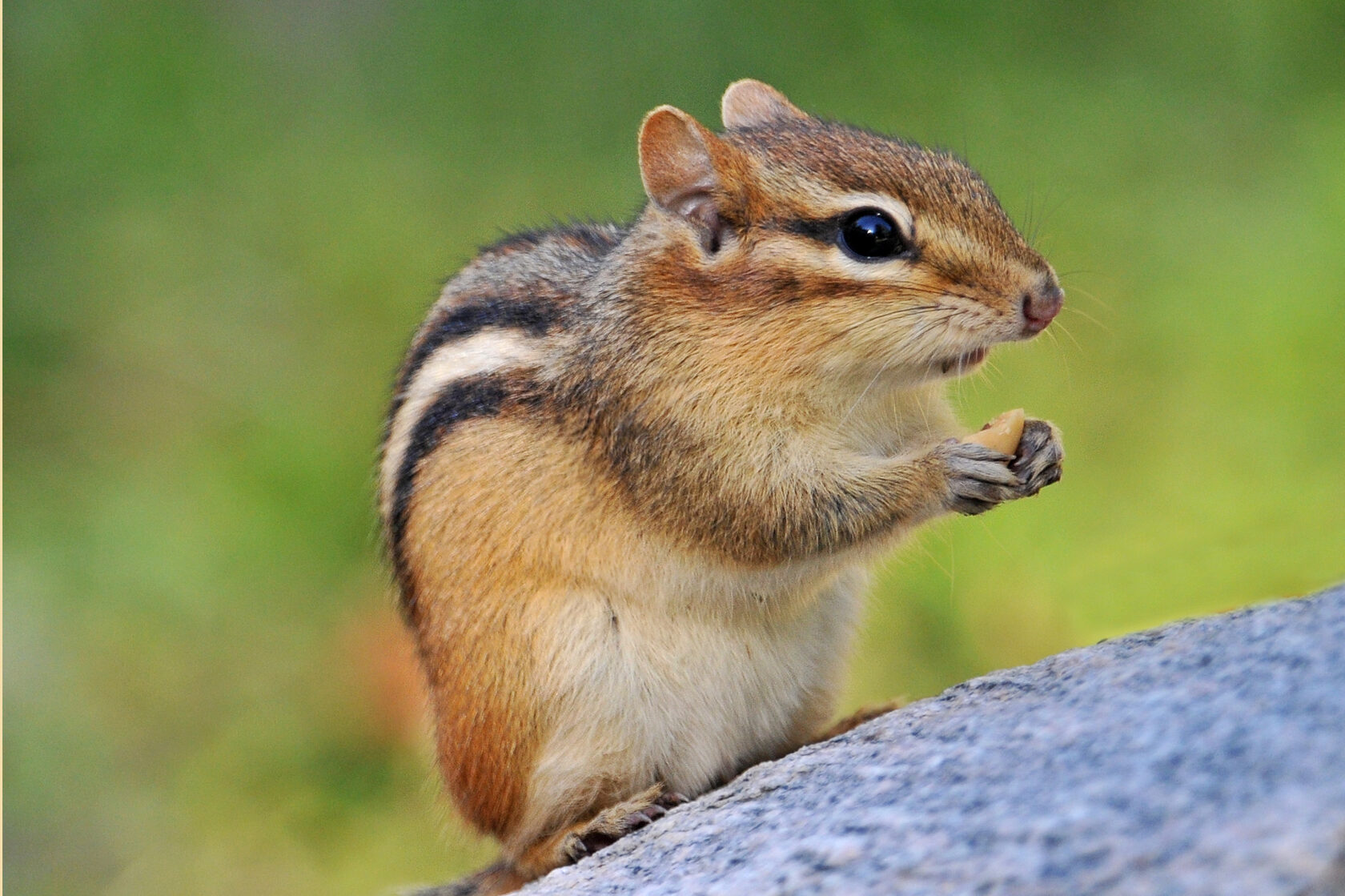 Profile of a chipmunk with a nut in its front paws.