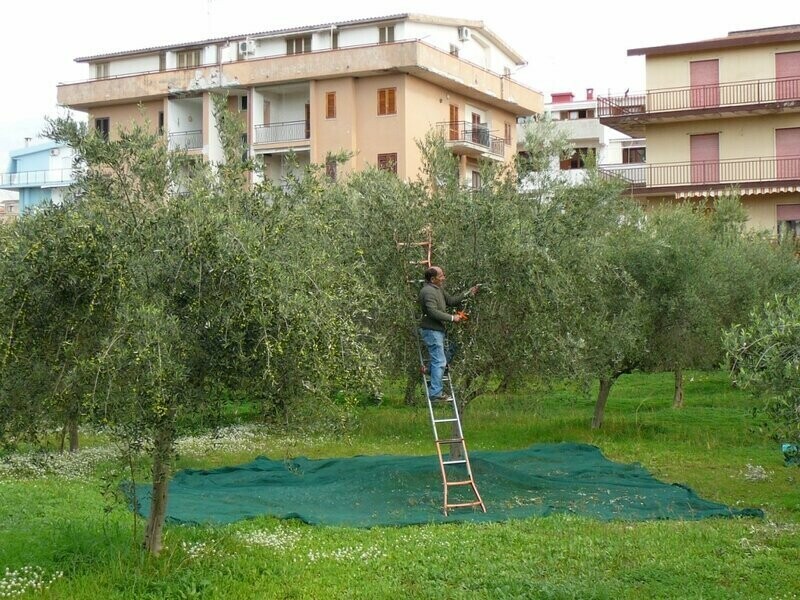 Италия. Оливки во дворе
