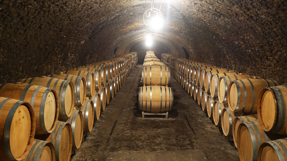 The newest vintage aging in French oak barriques