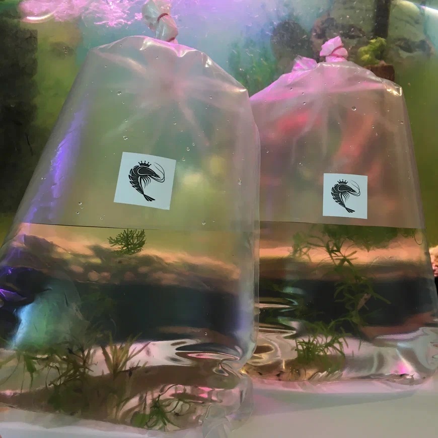 Адаптация креветок