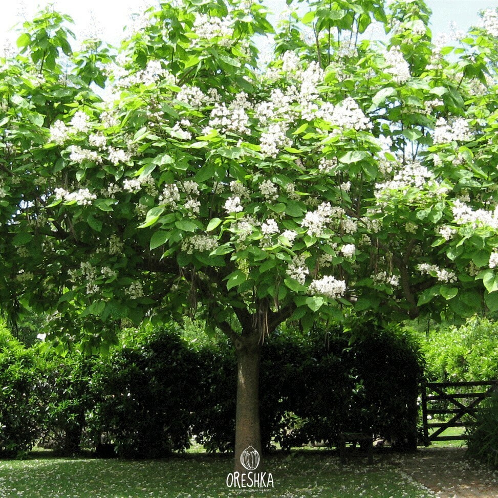 Seeds of Catalpa beautiful (Catalpa speciosa) — 20 pcs