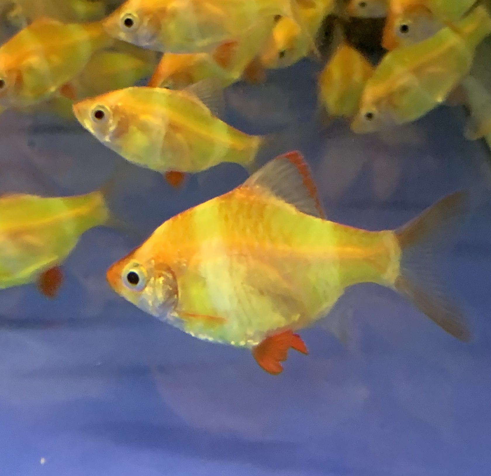рыба барбус фото аквариумная рыбка