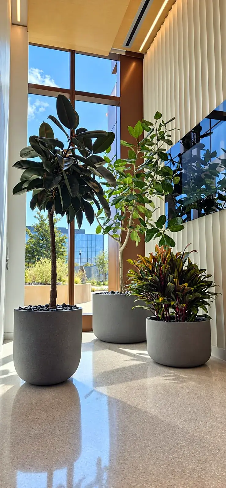 Tall rubber trees and a croton grouped in gray planters in a bright lobby