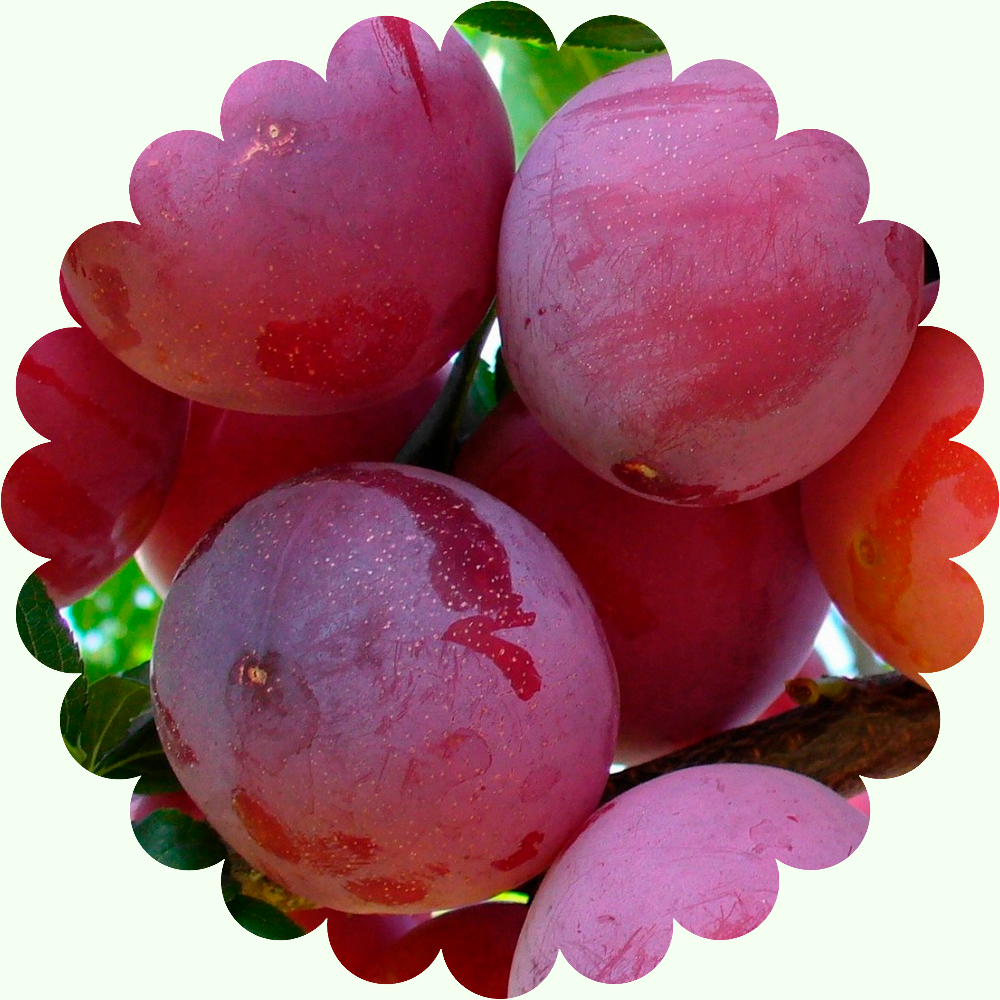 Шарафуга описание отзывы морозостойкость опылители. Слива персик абрикос шарафуга. Шарафуга Bella Royale. Шарафуга плодовое дерево.