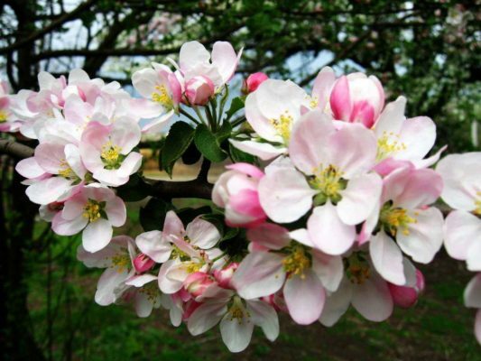 Фото цветения яблони Флорина
