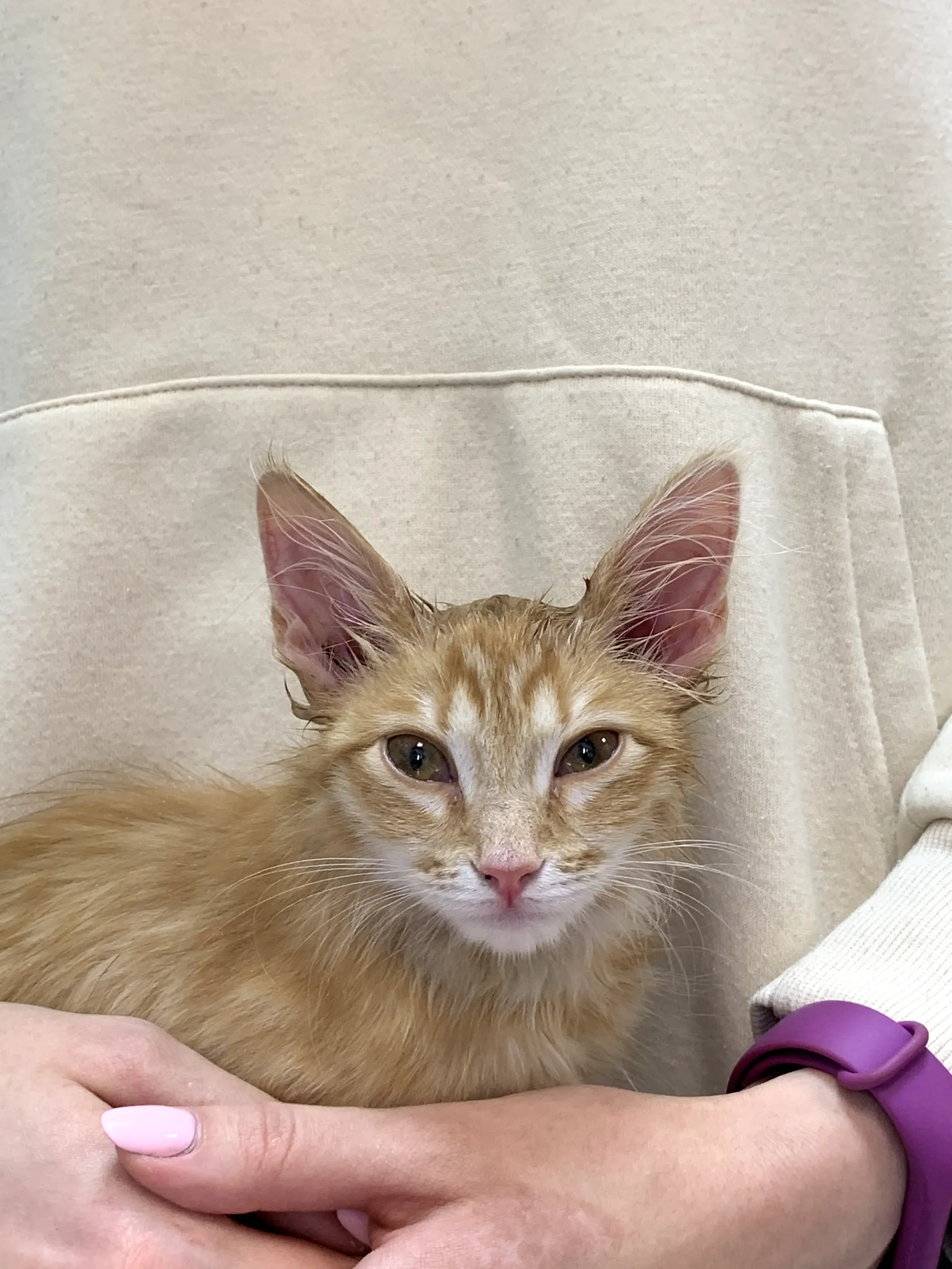 Кошка в переноске испытывает стресс от визита в ветеринарную клинику - пример острого стресса