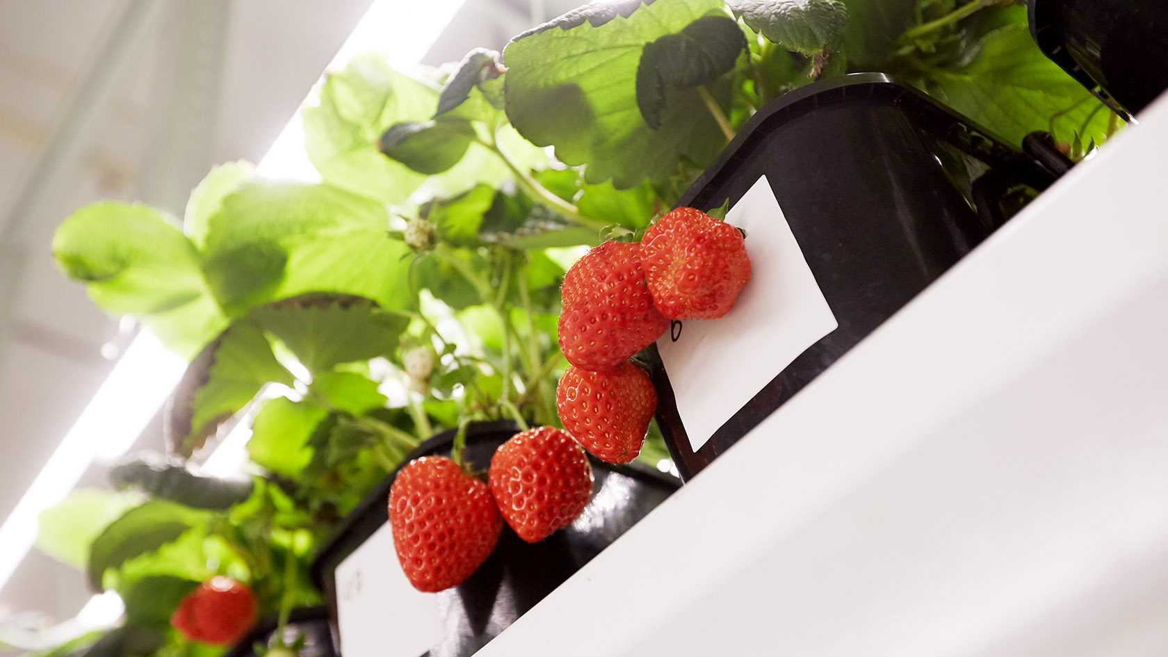 Sweeter and the most delicious: we are making researches of strawberry