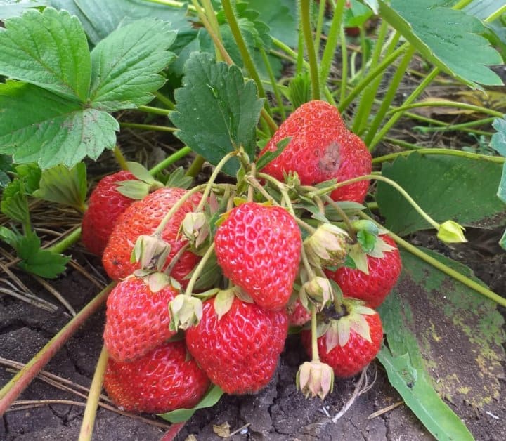 клубника зенга зенгана