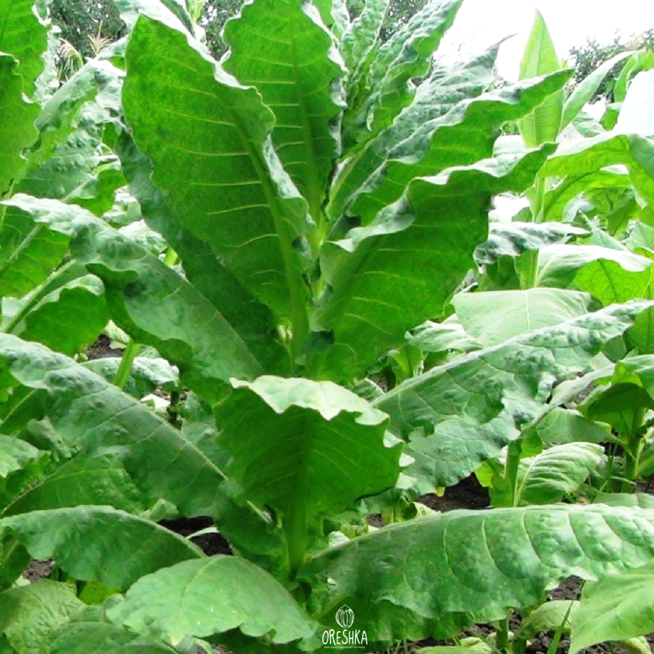 Seeds of Tobacco prilep (Nicotiana tabacum) — 300 pcs