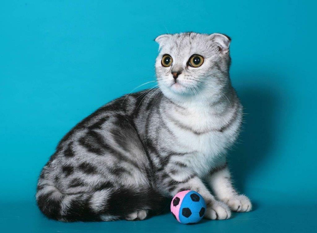 Шотландская вислоухая кошка окрасы с фото и названиями