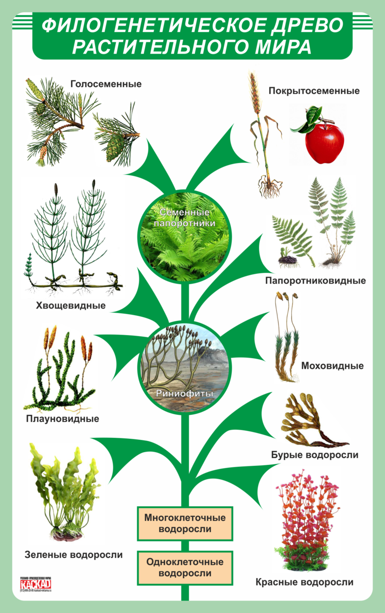 Какова роль человека в эволюции растительного. Филогенетическое филогенетическое Древо. Эволюционное Древо растений. Эволюция. Растения.