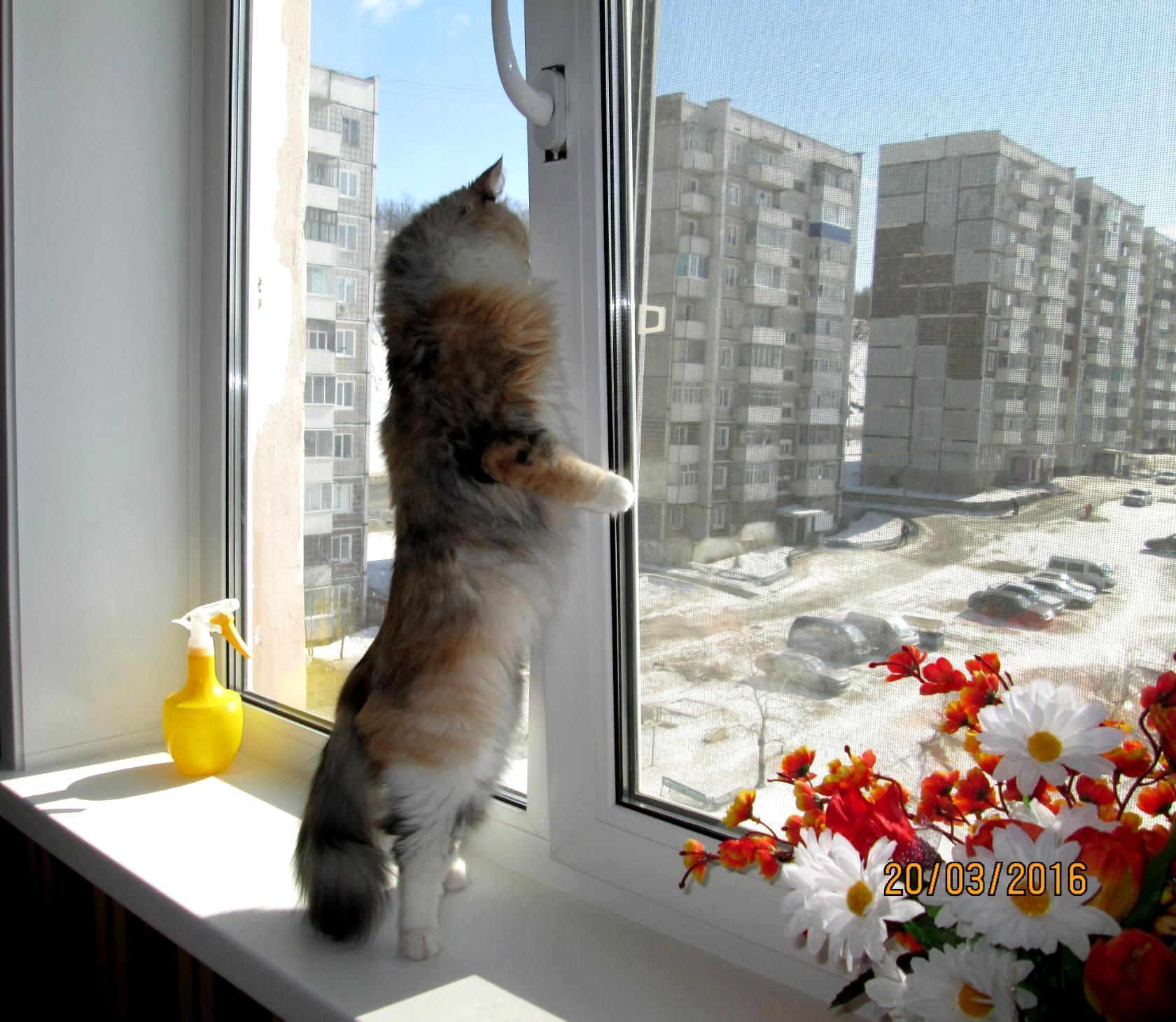 Кот окно Весна