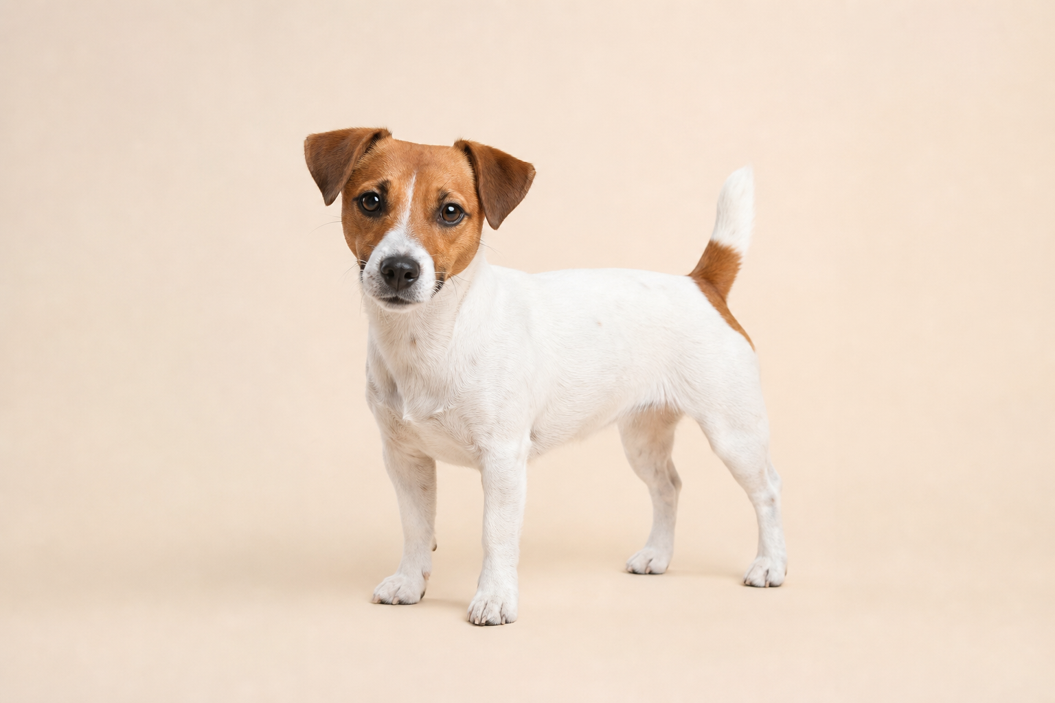 Jack Russell