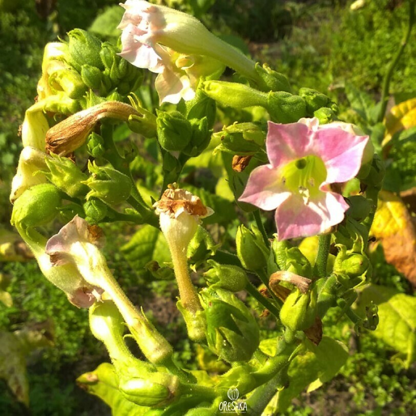 Seeds of Tobacco Crimean steppe (Nicotiana tabacum) — 300 pcs