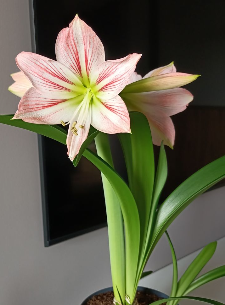 Green indoor plant in pot