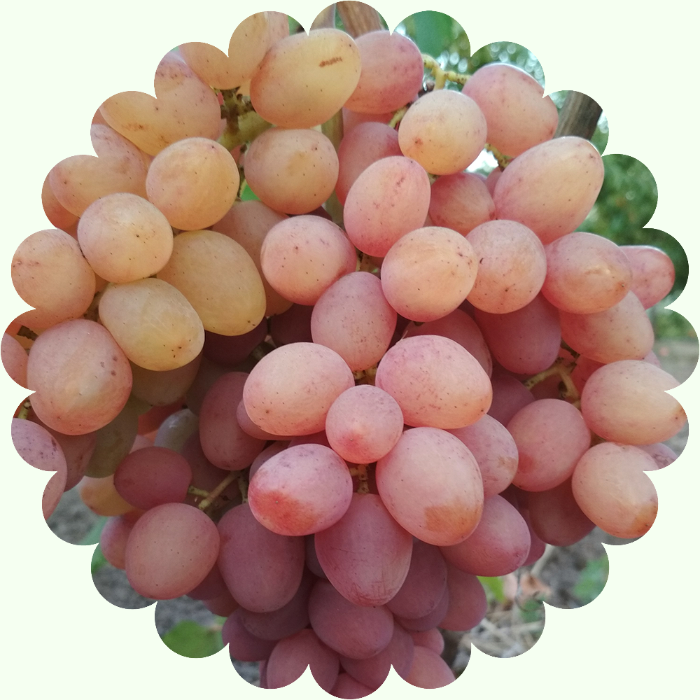 Находка виноградов