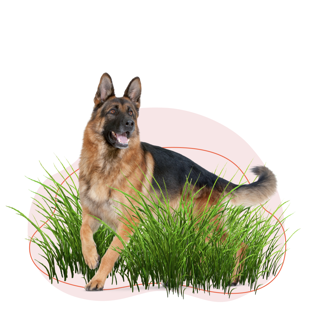 Что делать, если собаку укусил клещ