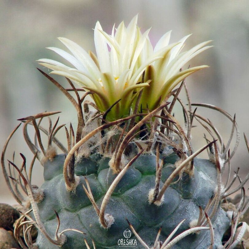 Seeds of Cactus Turbinicarpus klinkerianus (Turbinicarpus klinkerianus) — 10 pcs