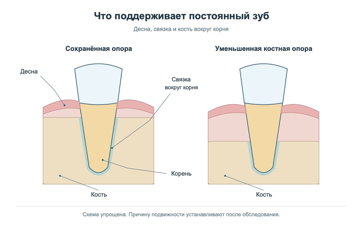Ткани, поддерживающие постоянный зуб