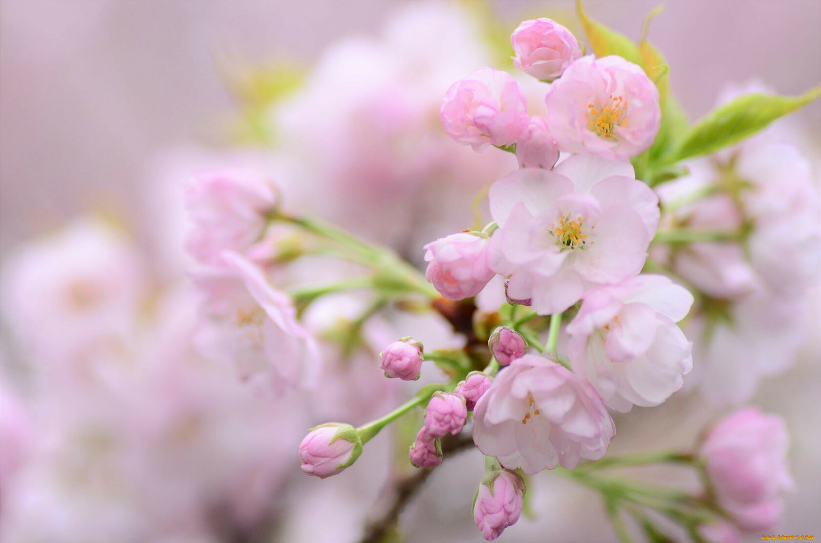 Нежные цветы Сакуры