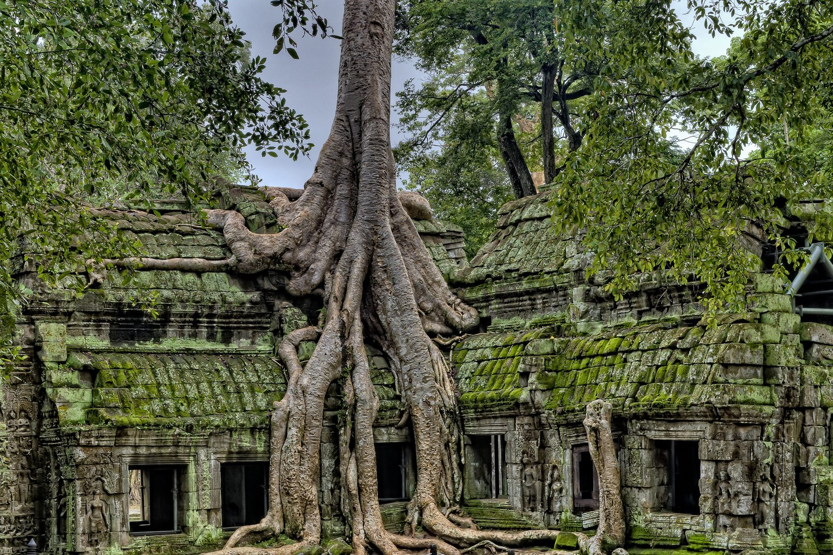 Ангкор ват деревья