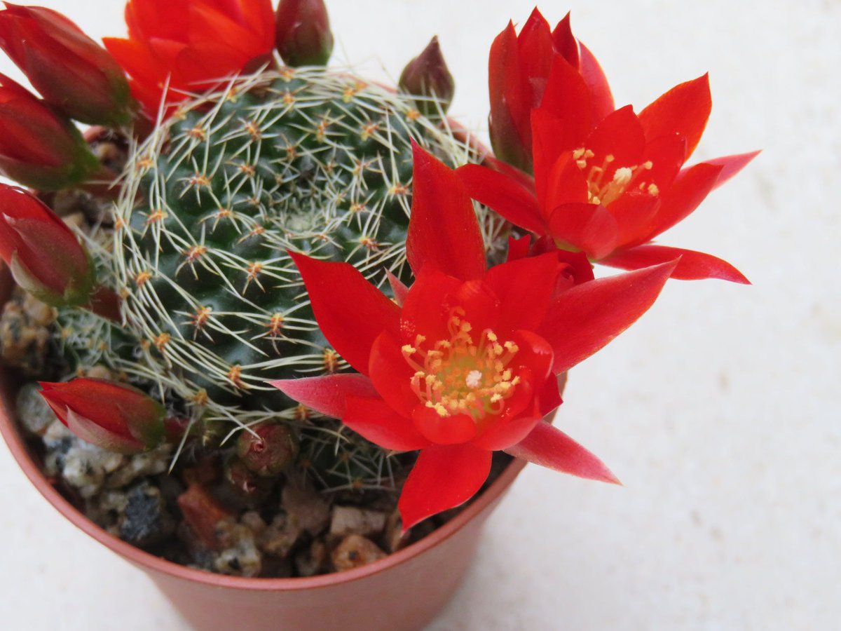 Rebutia Heliosa v. condorensis