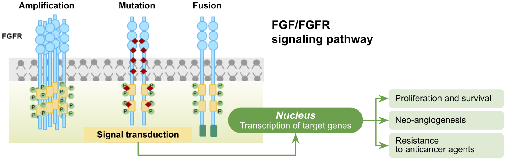 FGFR2/3 | Insilico Medicine