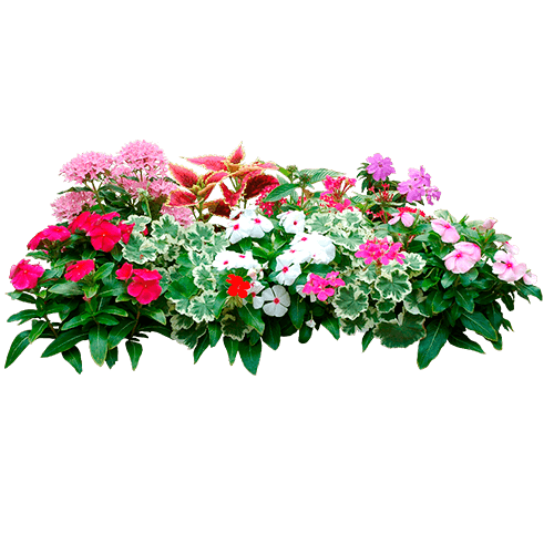 Нормы внесения Гумифулин и Органол для цветов