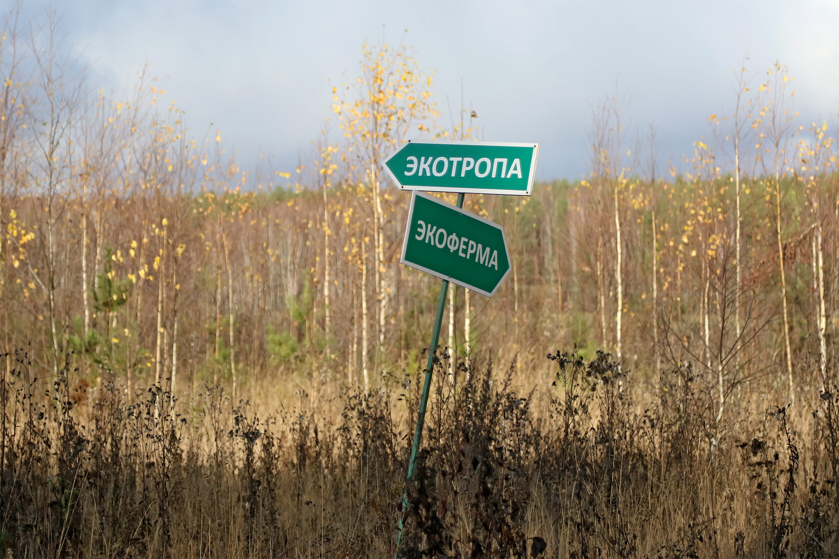 Под костромой