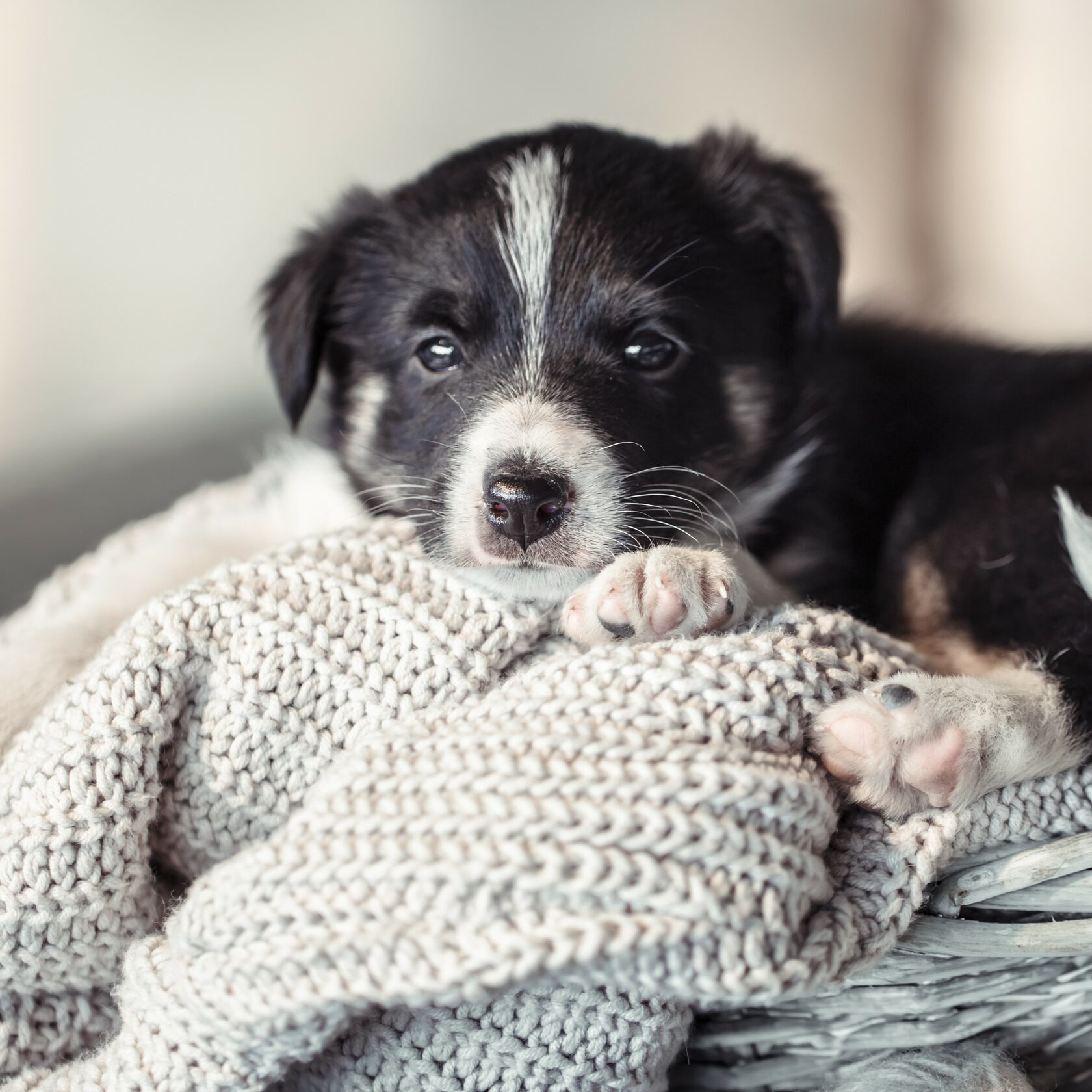 Благотворительный фонд поможи животных, помощь животным, взять кошку из приюта, взять собаку из приюта