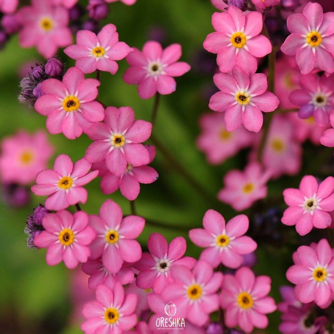 Seeds of Forget-Me-Not Victoria Pink (Myosotis) — 50 pcs