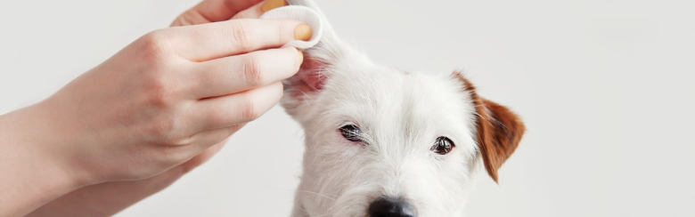Симптом: неприятный запах из ушей собаки - лечение и возможные проблемы
