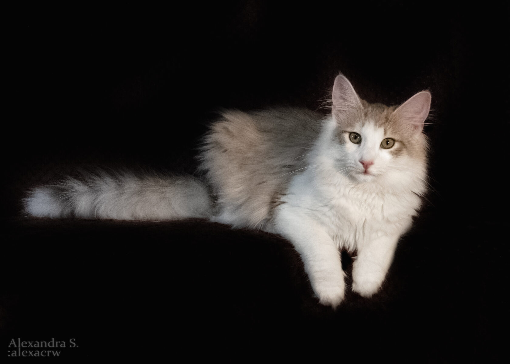 Норвежская кошка белая. Норвежская Лесная кошка белая. Норвежские Лесные котята. Норвежская Лесная кошка злая. Норвежская Лесная кошка с белой грудкой