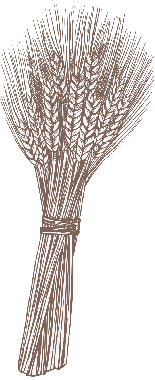 сноп, стог, букет колосьев, связка колосьев пшеницы