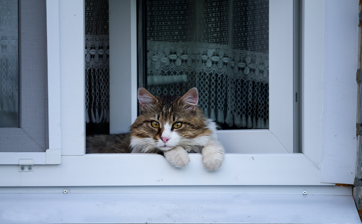 Кошки в окне купить в москве. Антикошка Киров. Кошка на окне. Кошки не птицы антикошка. Сетка на окно для кошек антикошка.