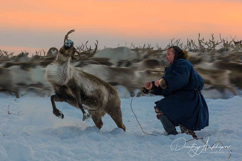 Reindeer of Yamal.