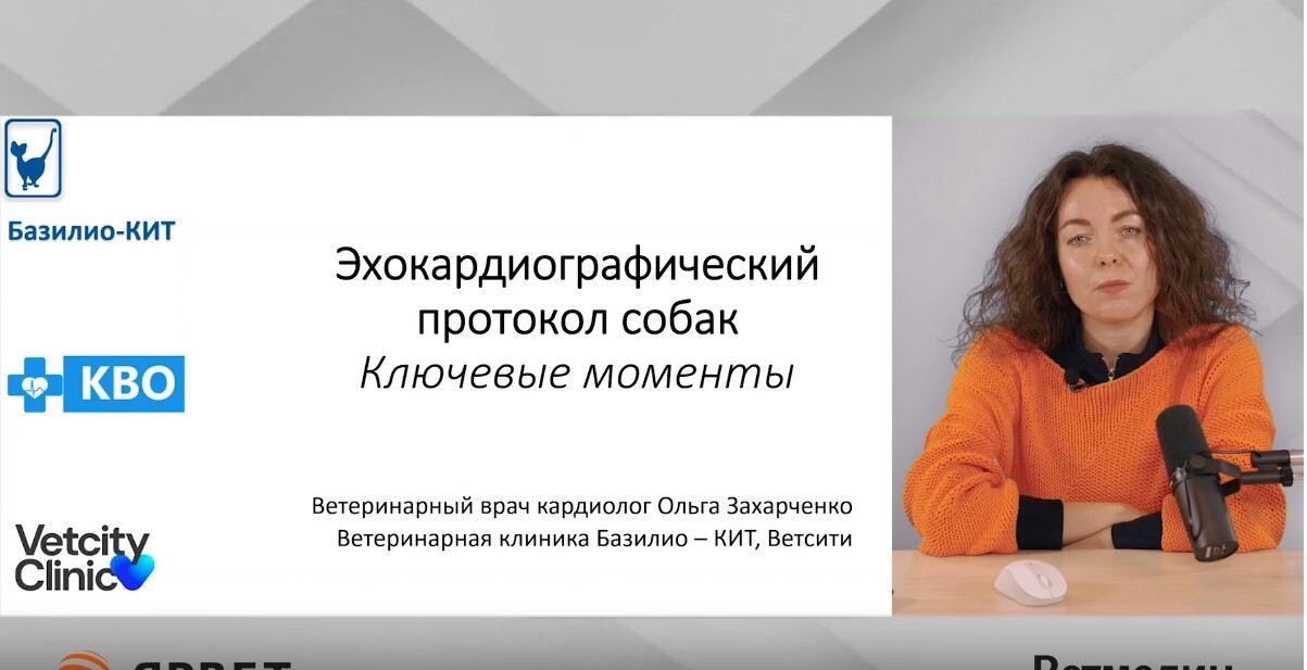 Эхокардиографический протокол собак. Ключевые моменты