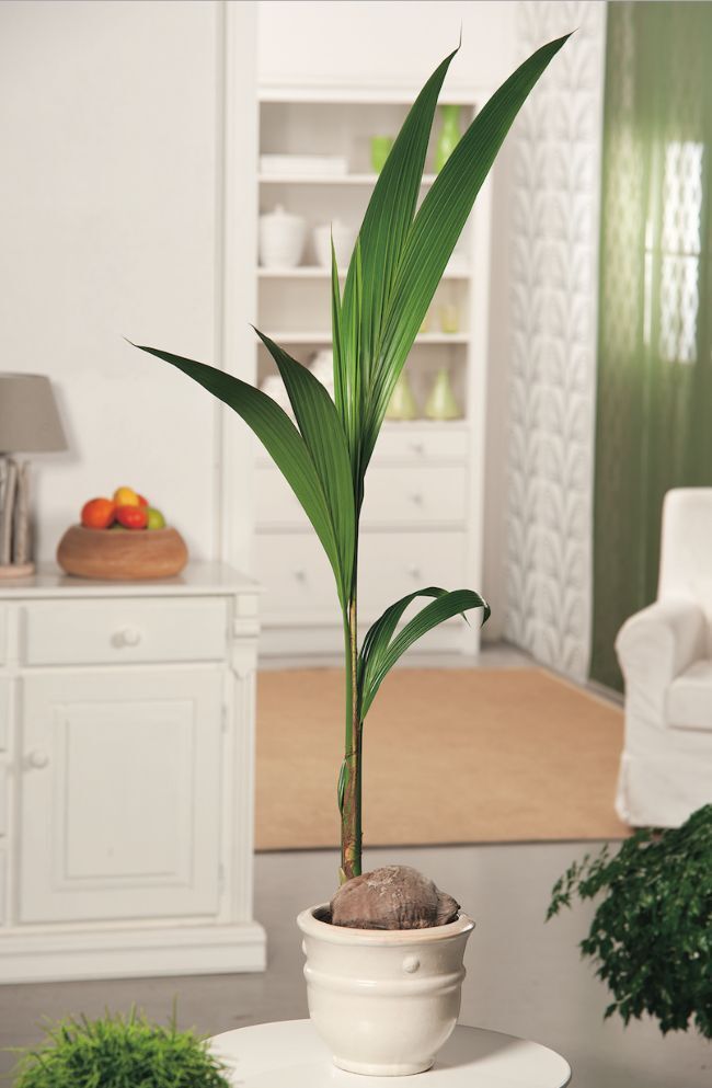 Potted plant on wooden shelf