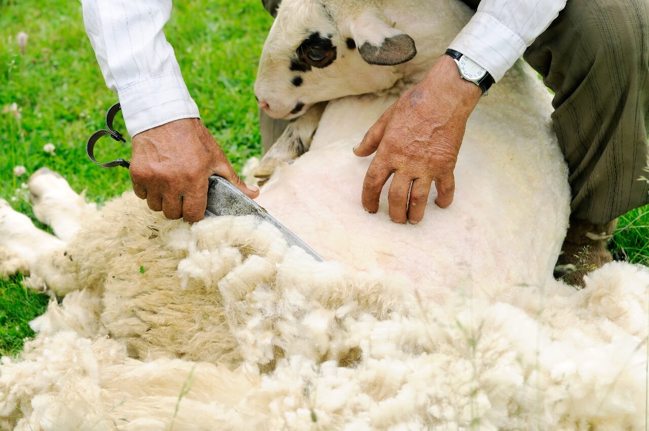 Гончарова стрижка овец