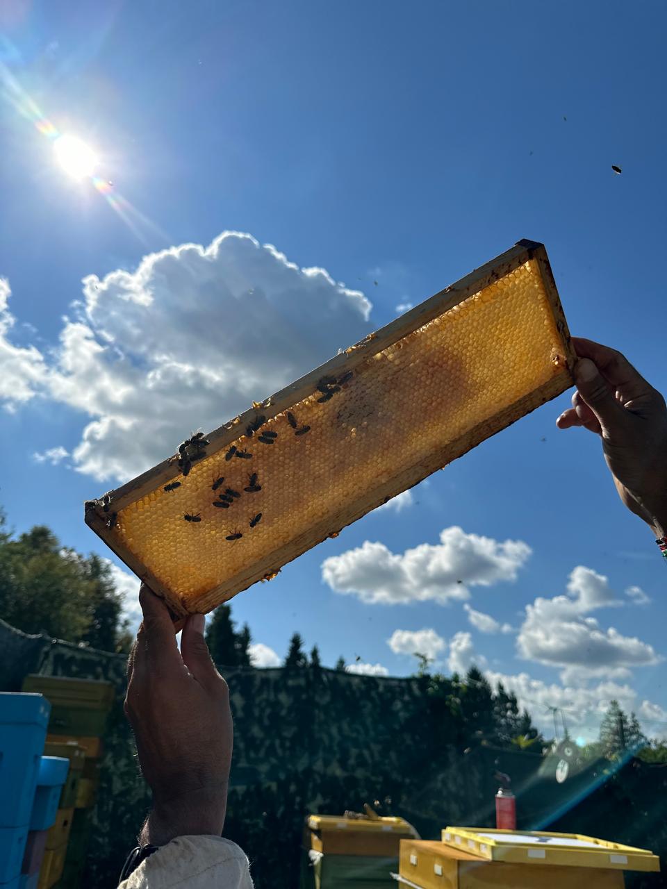 хартия, хартия меда, хартия добросовестных участников рынка меда