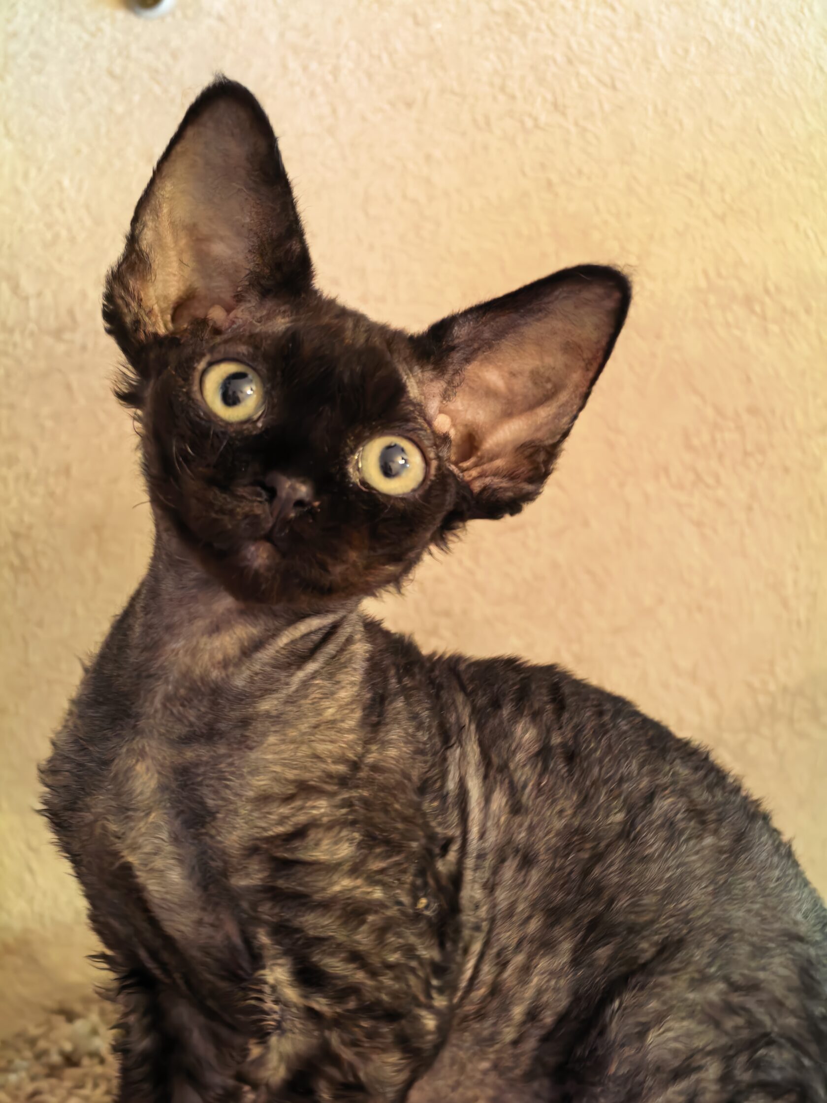 Pixie ViviBasya