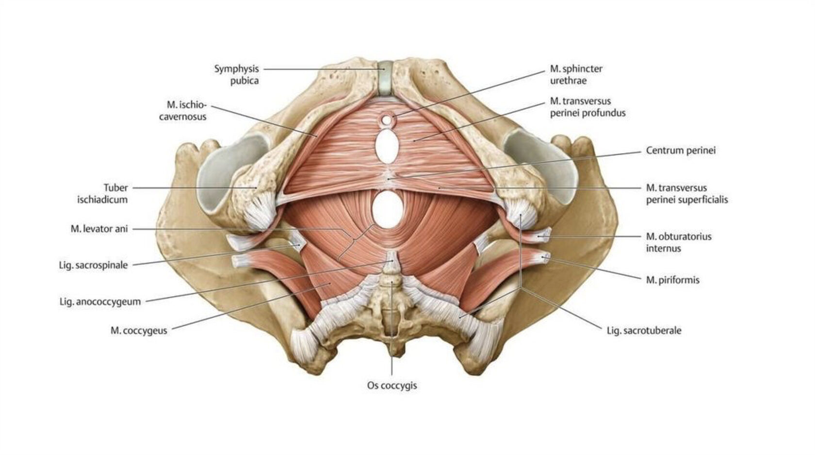 Сверху кожа снизу тоже. Мышцы дна малого таза анатомия. Мышцы малого таза у женщин анатомия. Тазовое дно анатомия Мочеполовая диафрагма. Мышцы тазового дна у женщин анатомия.