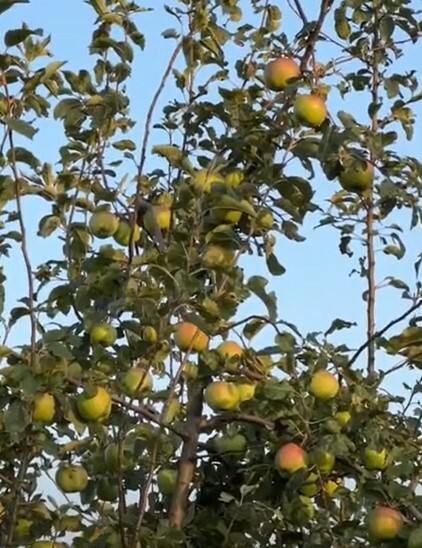 Урожайность яблони Флорина высокая