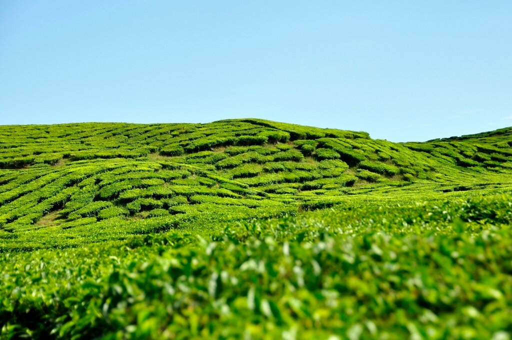 Kayu Aro Tea Plantation, Jambi (West Sumatra)