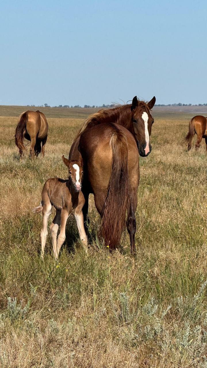 <div style="font-size: 26px;" data-customstyle="yes">18 апреля 14:30<br />Лекция "Лошади: семья и уроки воспитания"</div>