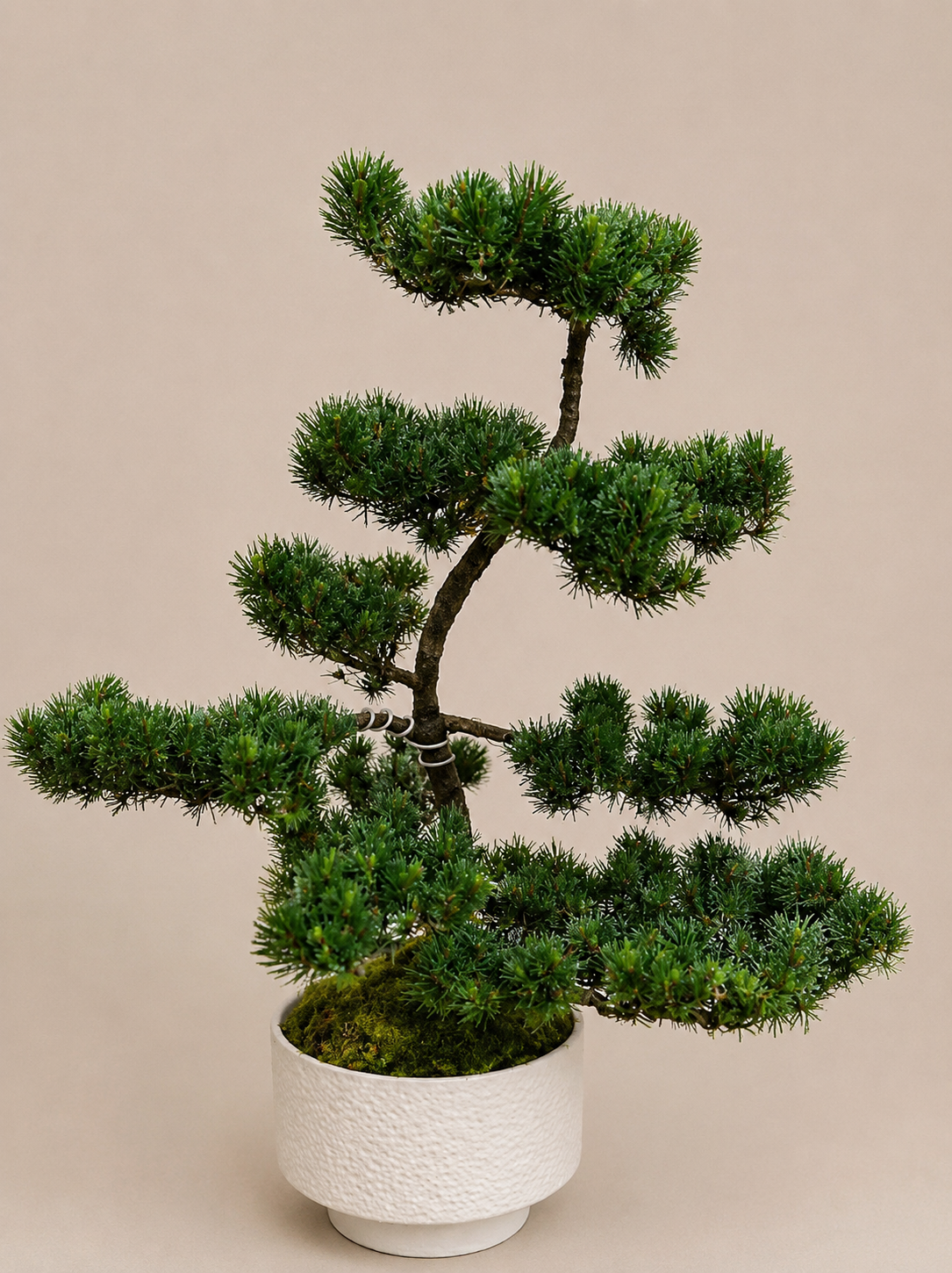 Preserved bonsai tree